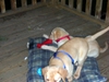 Puppies and Florida Trip 2006 004.jpg